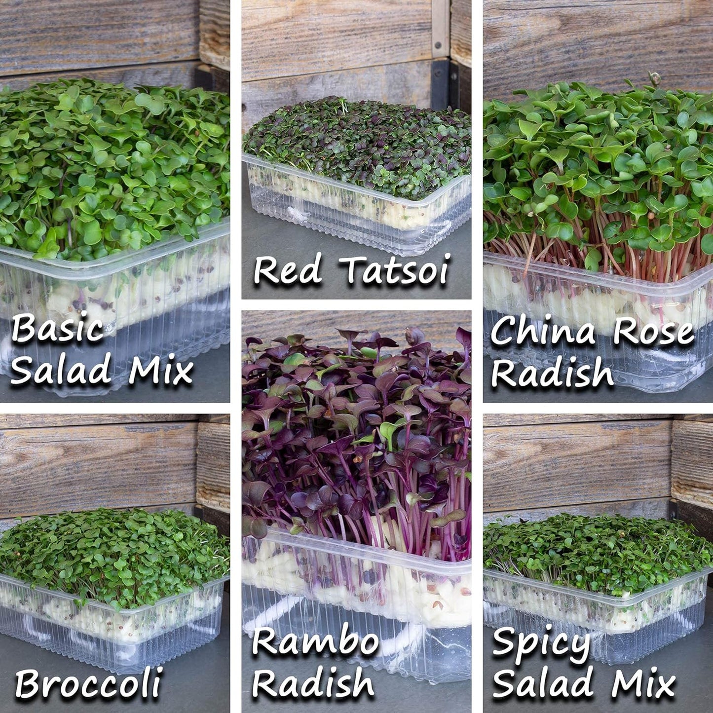 Self-Watering Indoor Microgreens Kit – Hydroponic Growing Kit for Vegetables & Herbs